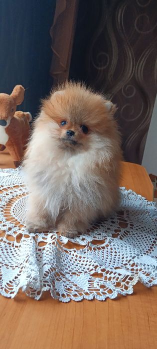 Мальчик померанский шпиц КСУ-FCI