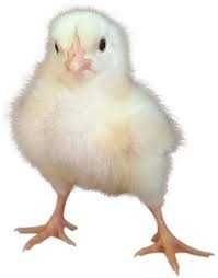 яйце мясояєски, несучки, бройлера, перепілки опт та роздріб