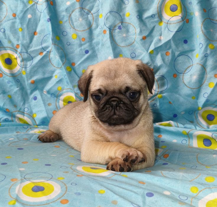 Pug carlin macho