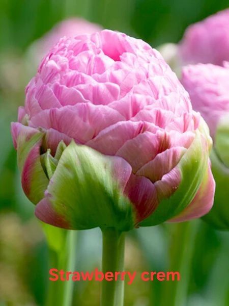 cebulki tulipanów