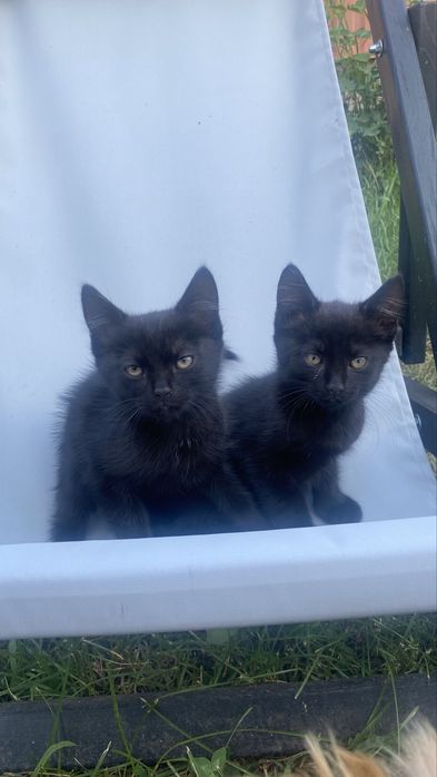Котенята в добрі руки, киці