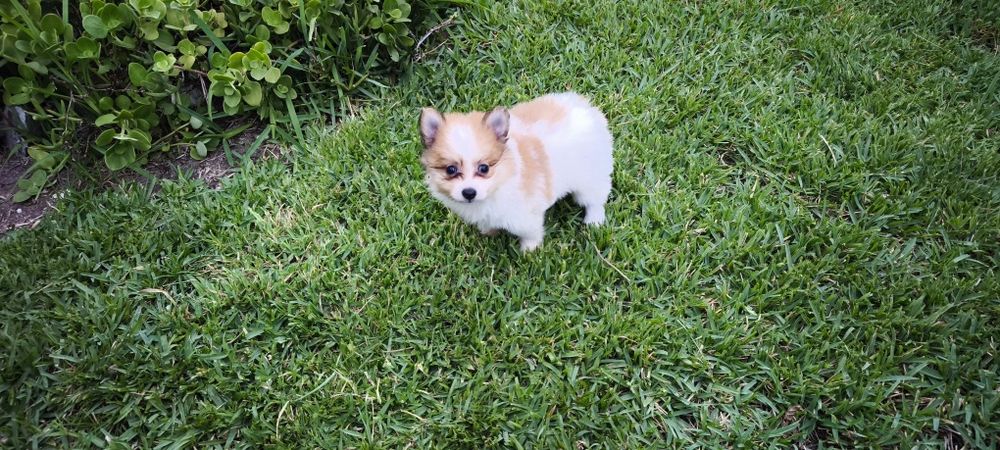 Spitz miniatura  para entrega imediata existe a possibilidade de entrega ao domicílio a combinar agrade
