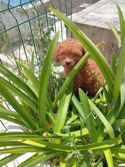 Excelente machoCaniche Toy