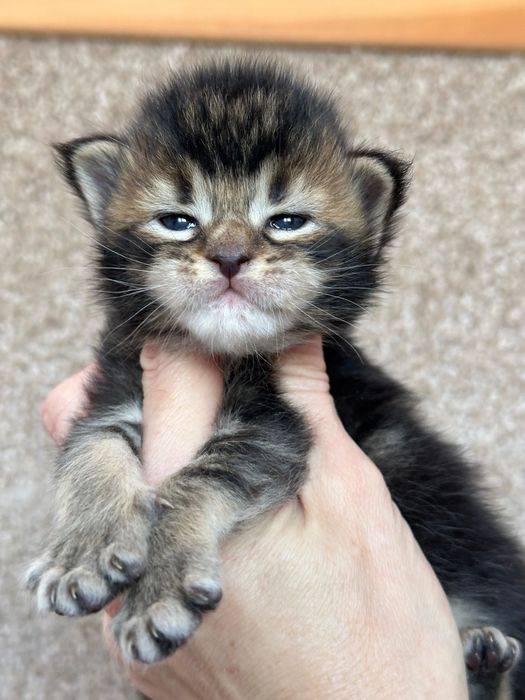Jasmine-Kotka Maine Coon