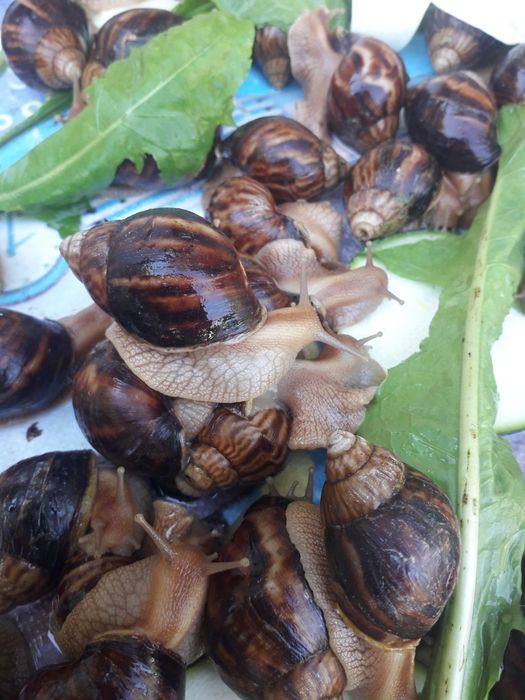 Большие улитки ахатинов распродажа