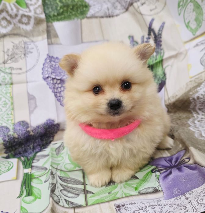 Spitz alemao menina linda