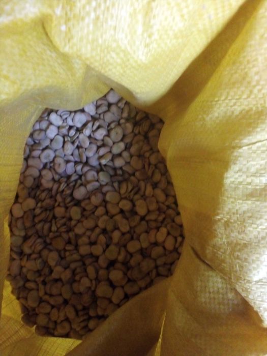 Sprzedam Nasiona bobu