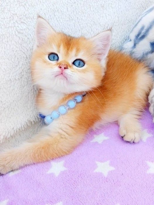 Шотландський кукольний котик