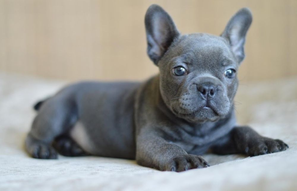 Красунечка дівчинка блакитного забарвлення