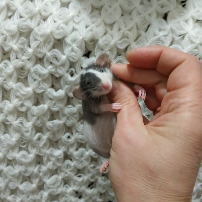 крысята декоративные домашние в Харькове возле метро купить  крыса