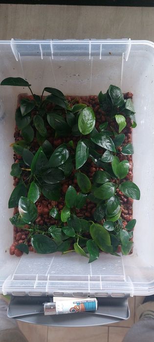 Продам анубиас 2 вида