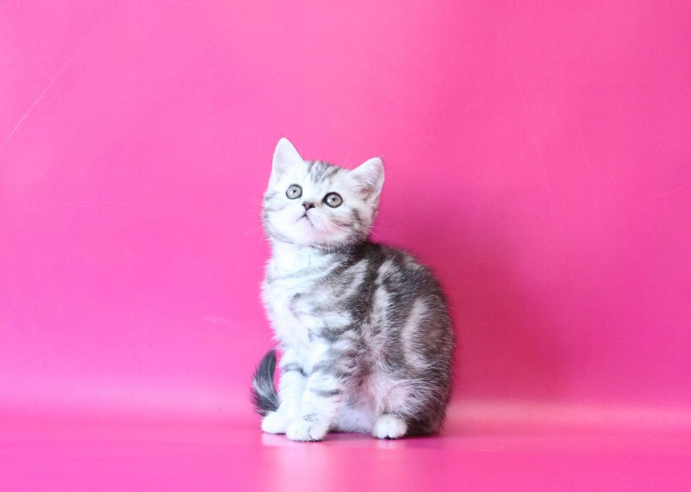 Шикарные  чистокровные кошечки в Киеве! Теремки 2