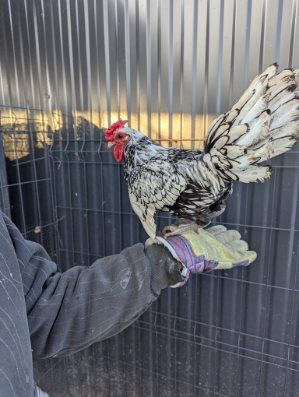 Kogut rasowy srebrytka młody