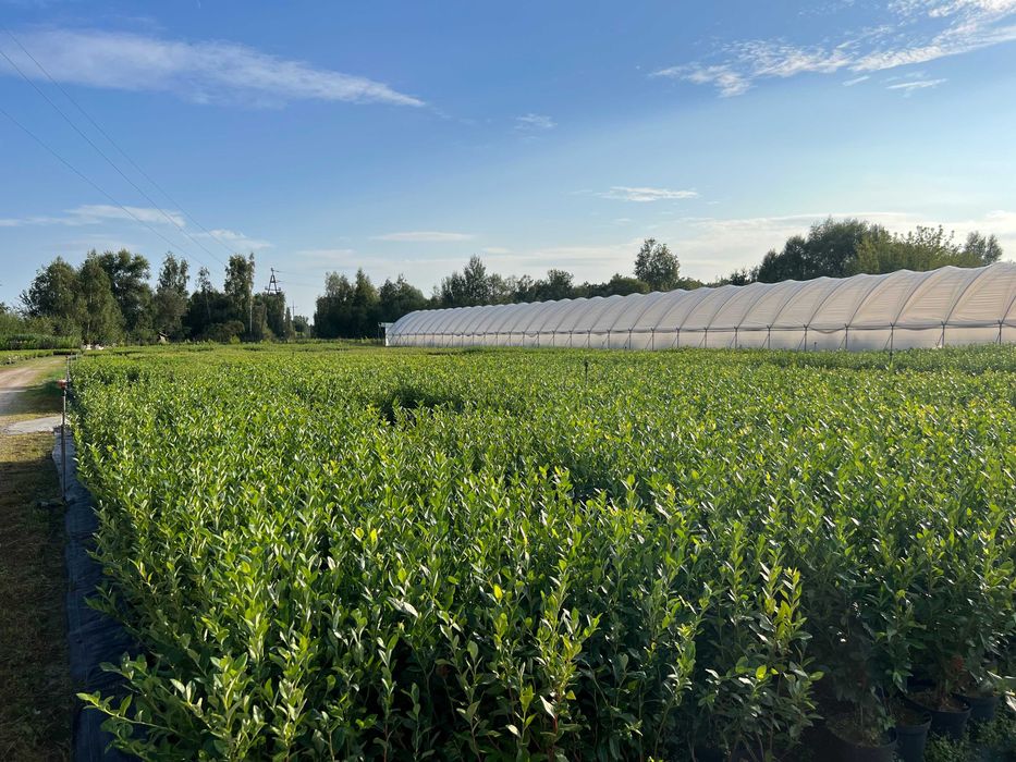 Sadzonki żurawiny (Vaccinium macrocarpon), żurawina, cranberry