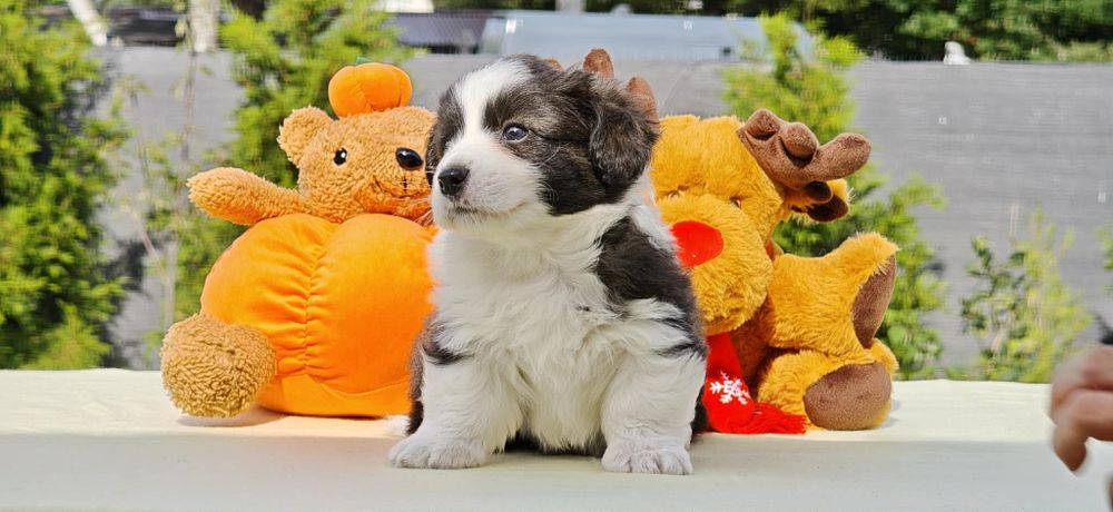 Welsh Corgi Cardigan słodki piesek Yogi Długowłosy Fluffyrodzice z kompletem badań genetycznych