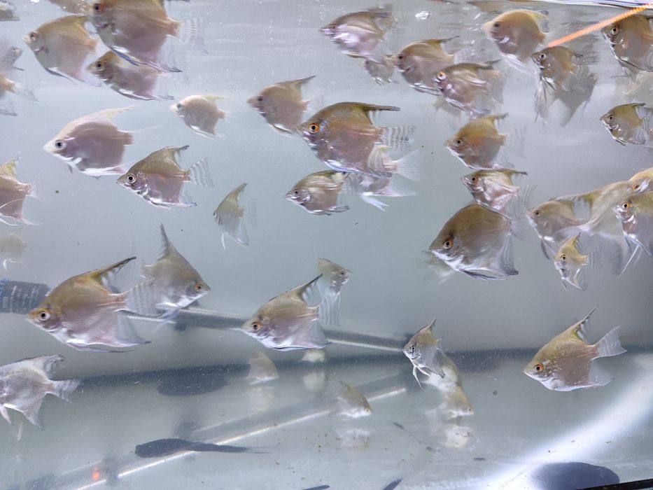 Peixes Escalares gold e zebra