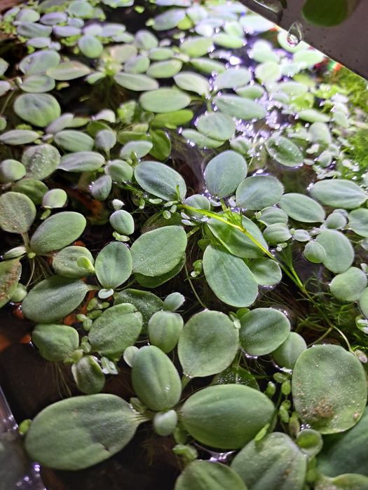 Pistia roślina akwariowa pływająca