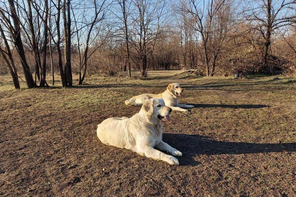 Пропали 2 собаки