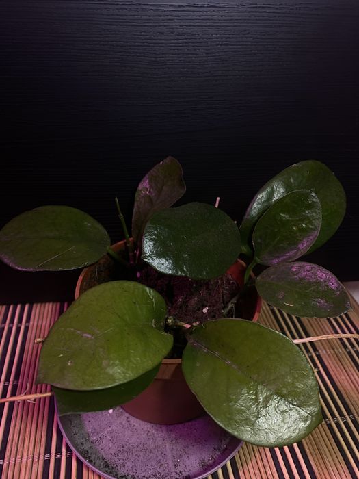 hoya australijska  piękny okaz w ziemi