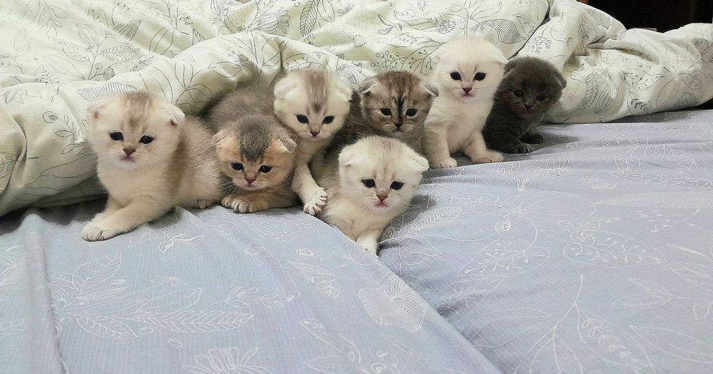 Дорогі кошенята британські шиншили! Шикарні розкраси! Приймаю бронь