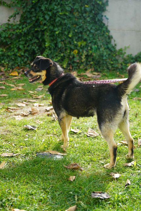 Sunienka do adopcji