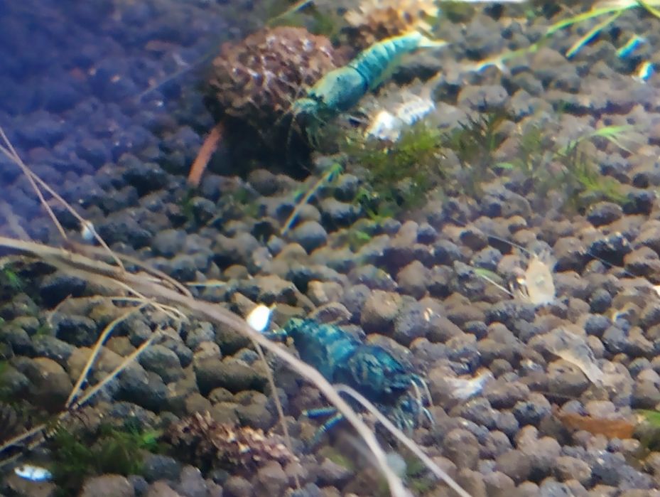 Krewetki Blue Bolt