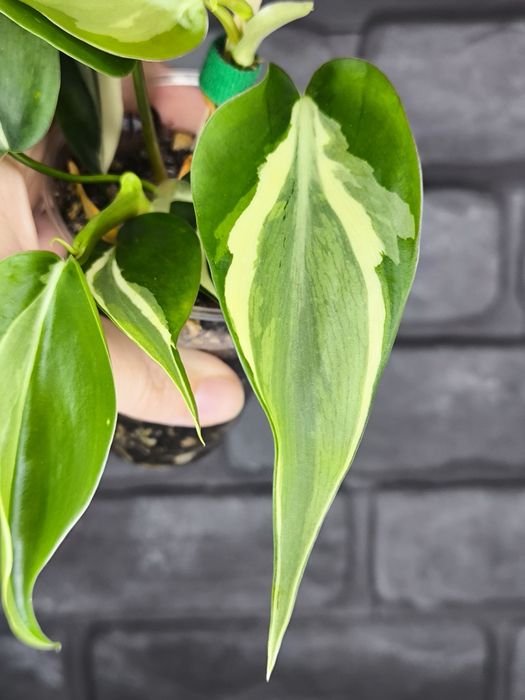 Philodendron Rio #4