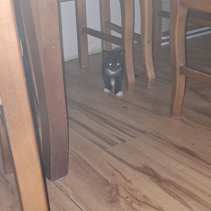 Oddam za darmo 4 kocięta