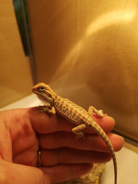 Agama Brodata Orange Dunner - Tina Zoo Zabrze