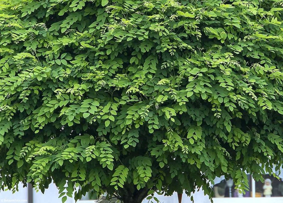 Robinia akacjowa Umbraculifera