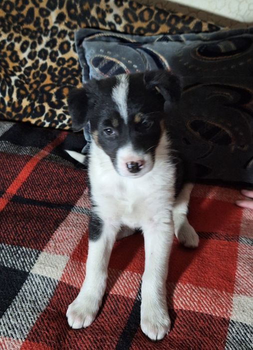 Найвідданіші красунечки- двортер'єри