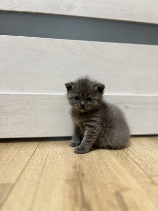 Шотландські кошенята Шотландские котята