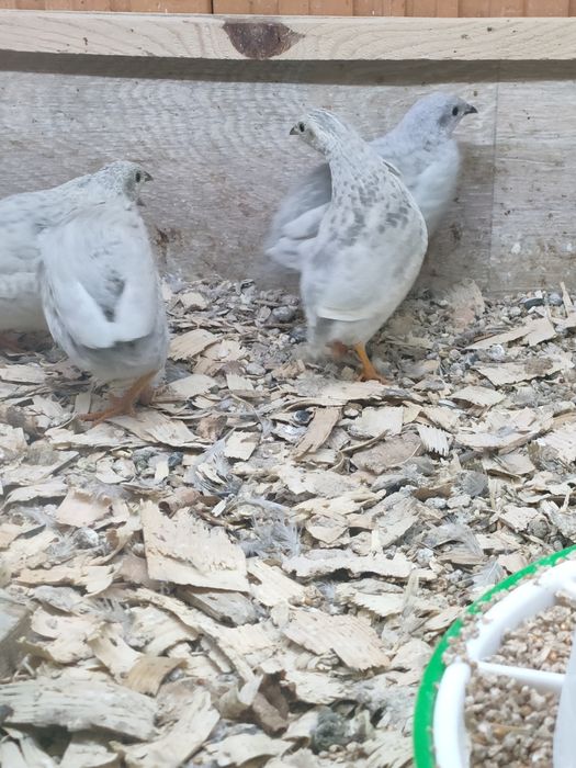 Przepiórki chinskie 40zl para. Wysyłam