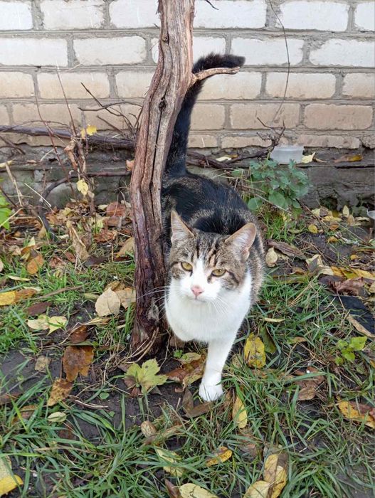 Ищет семью мальчик