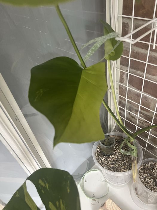 Monstera Green on green - kolekcjonerska, 3 listny szczyt LF