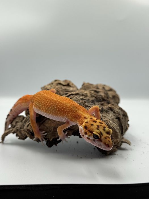 Gekon lamparci tangerine