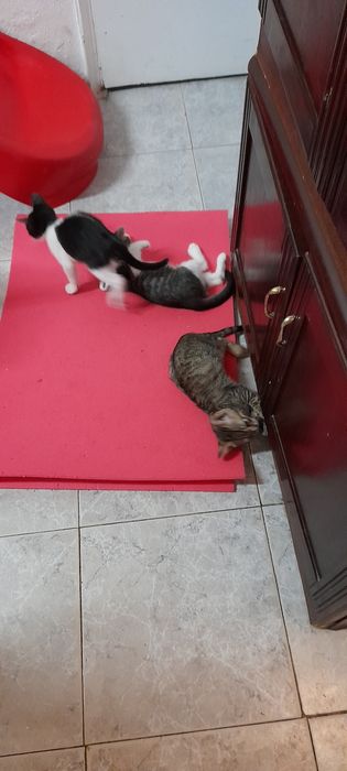 Pet Sitting (serviço)