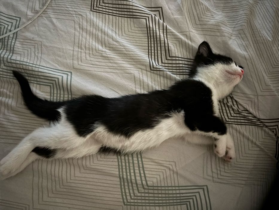 Gata para adoção