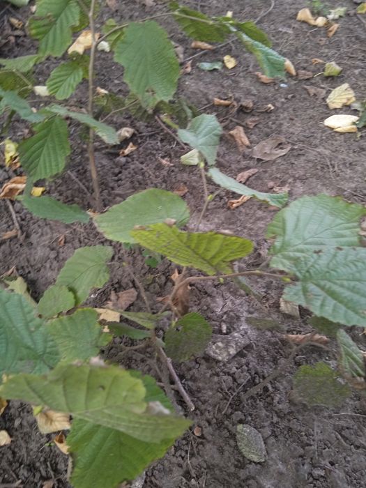 Фундук краснолистный,большие саженцы