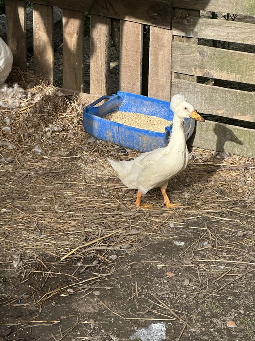 Vendo um pato de pompom
