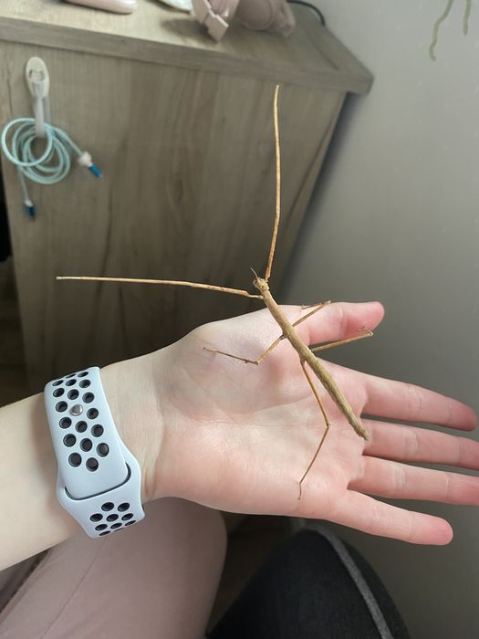 Patyczaki rogate młode