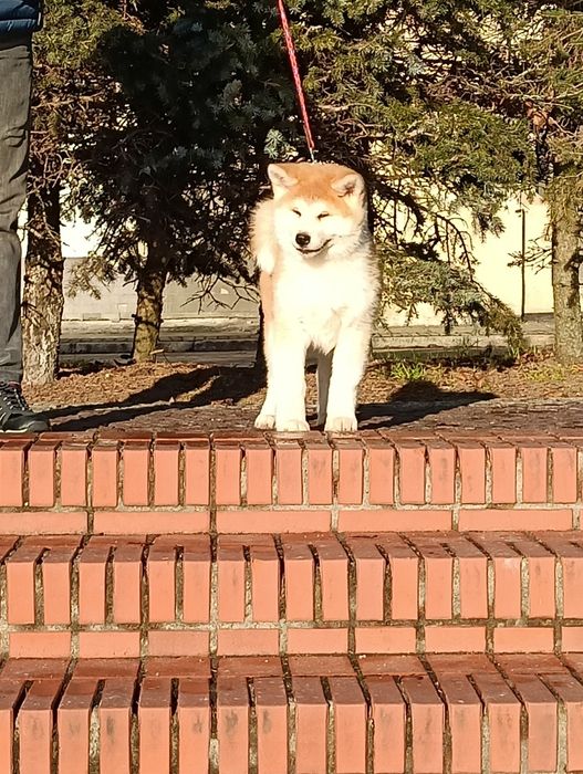 Piesek akita japońska  do odbioru
