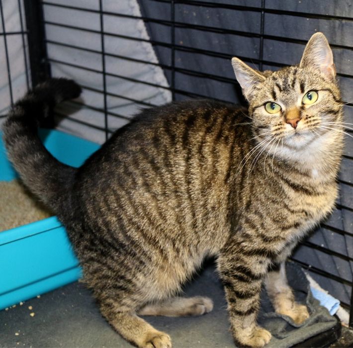 Wesoła, śliczna i młoda Amber szuka domu!