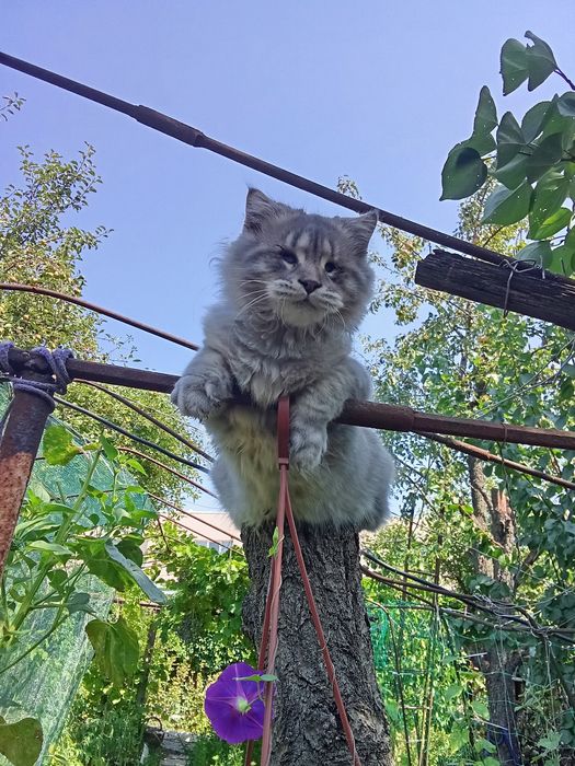 Шотландец кот особенный