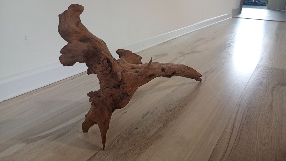 Japoński korzeń akwariowy