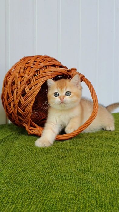 Класнючие плюшевые котята золотая шиншилла