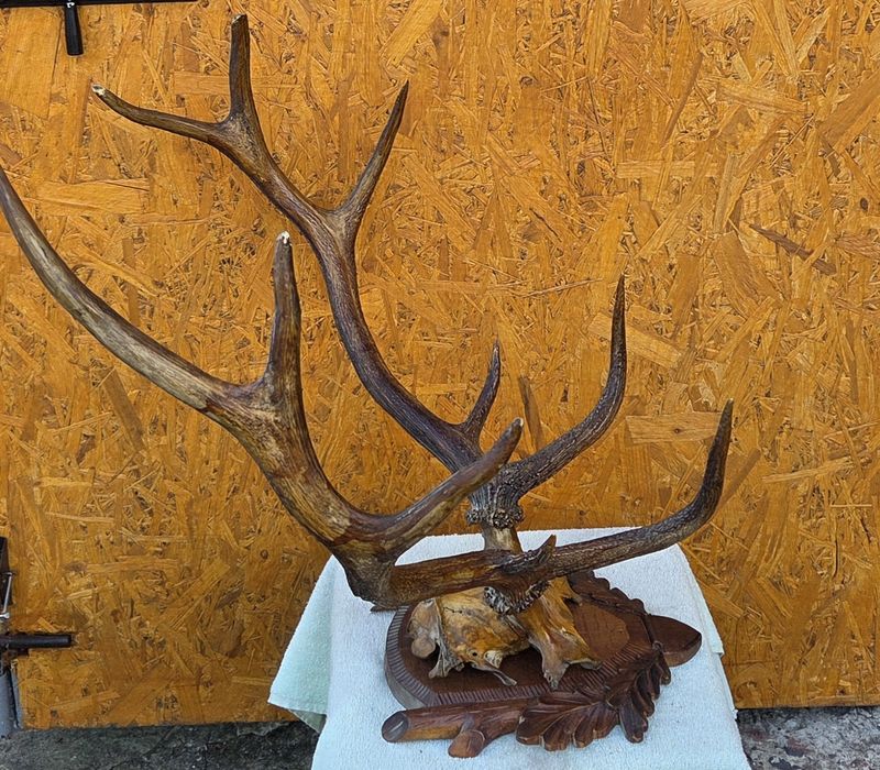 Роги оленя часів срср