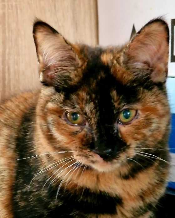 Кошеня шукає дім