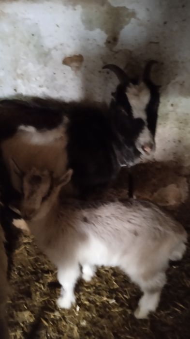 Домашні козочки.