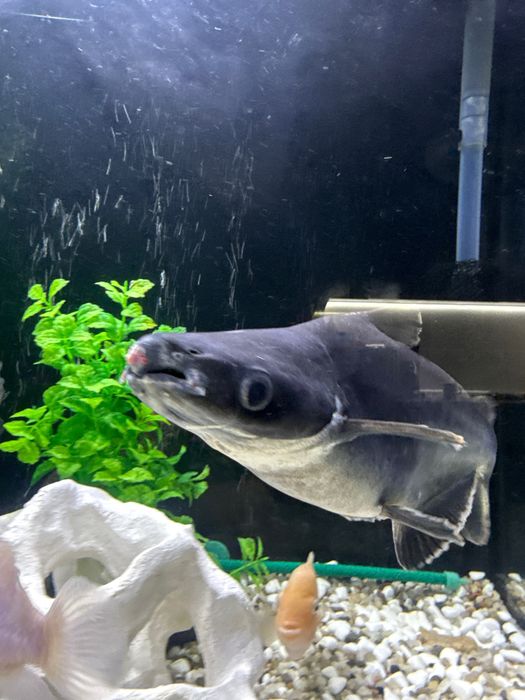 Продам сом: Пангасиус и Птеригоплихт